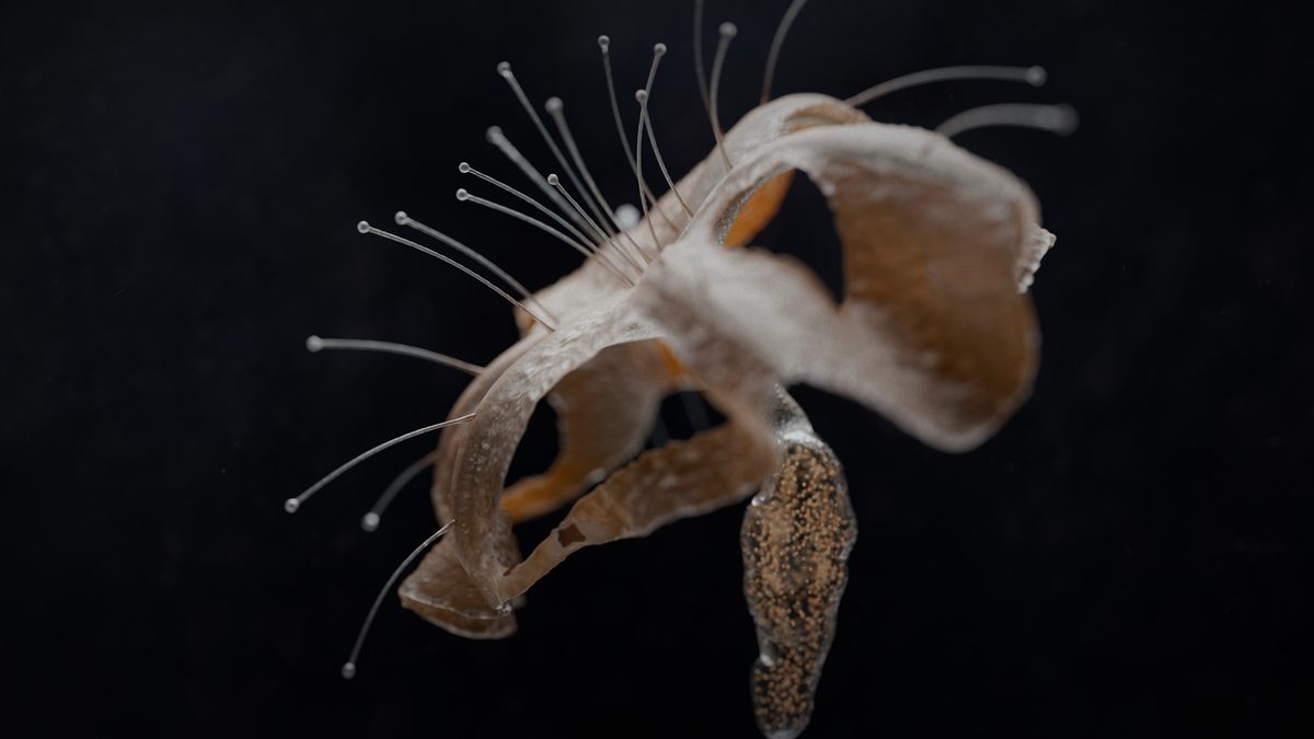 Specimens